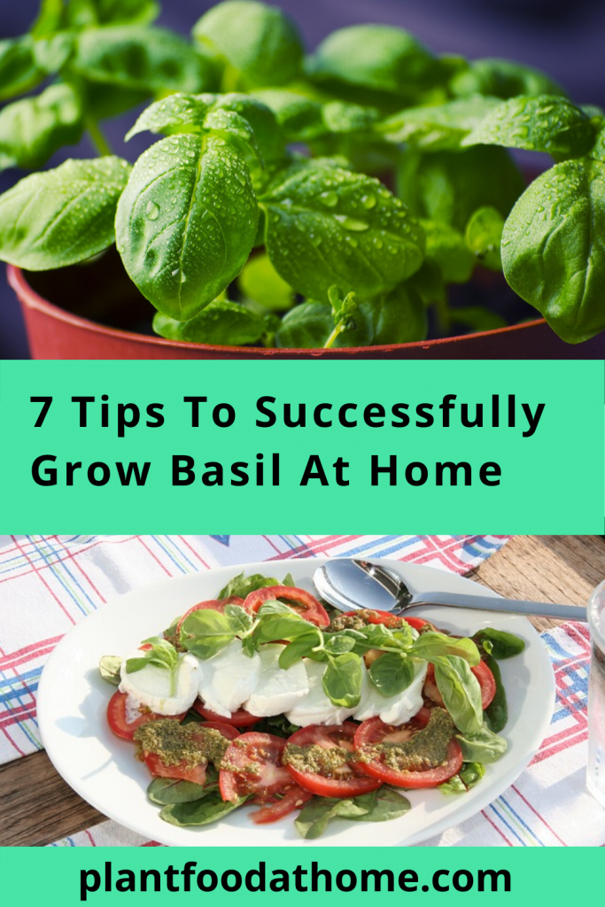 Have you ever wanted to grow your own basil at home but don't know where to start? Basil is a wonderful addition to your herb garden and widely used in culinary dishes around the world! We share 7 tips to help you successfully grow your own basil at home #grow #basil #herbgarden #kitchengarden