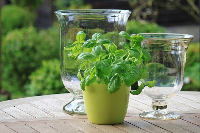 Basil in a pot - Grow Basil At Home