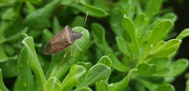 Brown Stink Bug - Natural Remedies To Remove Stink Bugs From Citrus Trees