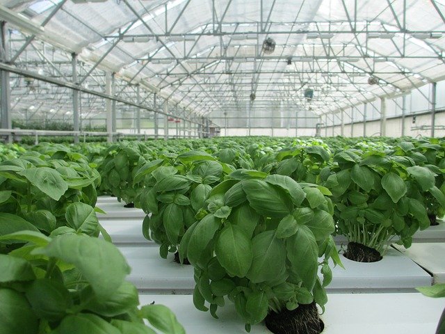Greenhouse Basil - How To Grow Grocery Store Basil At Home