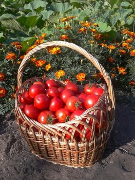Determinate vs Indeterminate Tomatoes with a basket full of tomatoes.