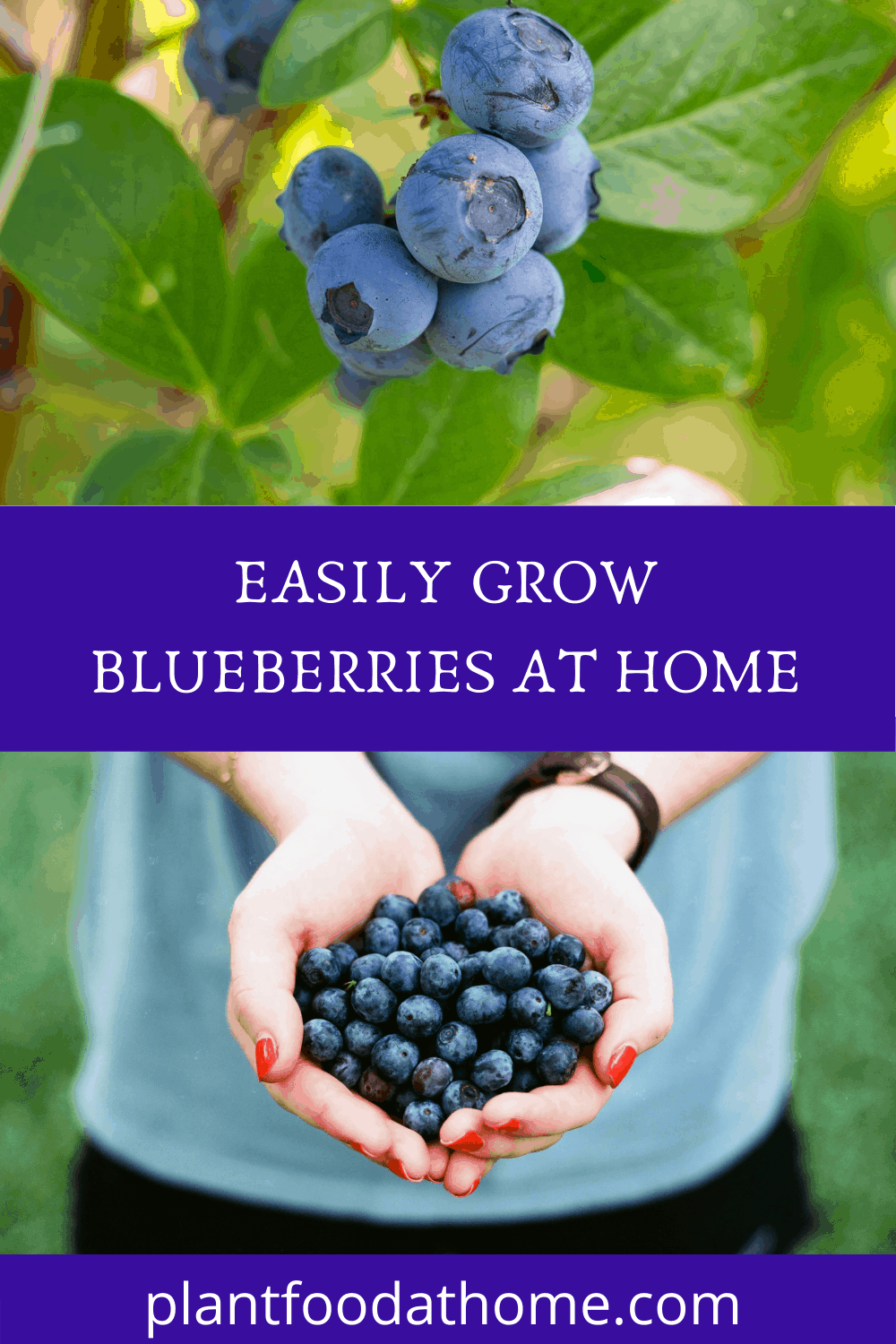 How To Easily Grow Blueberries