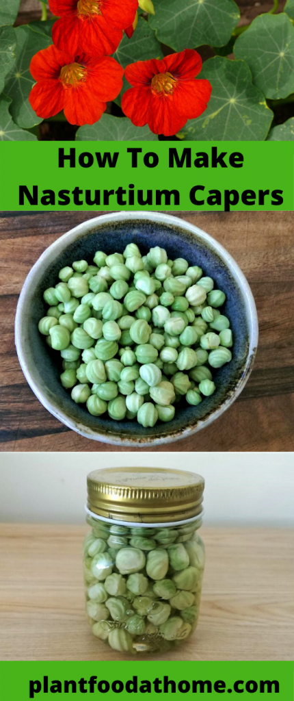 Turn nasturtium seeds into delicious capers, also known as Poor Man's Capers. This recipe shows you how  #nasturtium #recipes #capers
Via @plantfoodathome.com