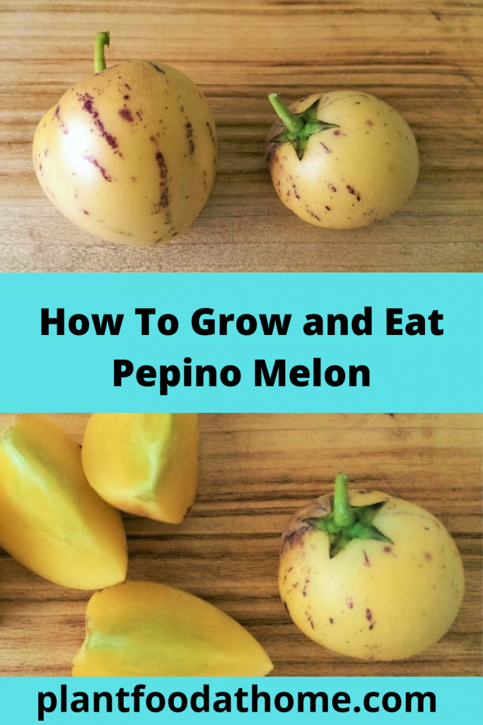 How to grow and eat Pepino Melon