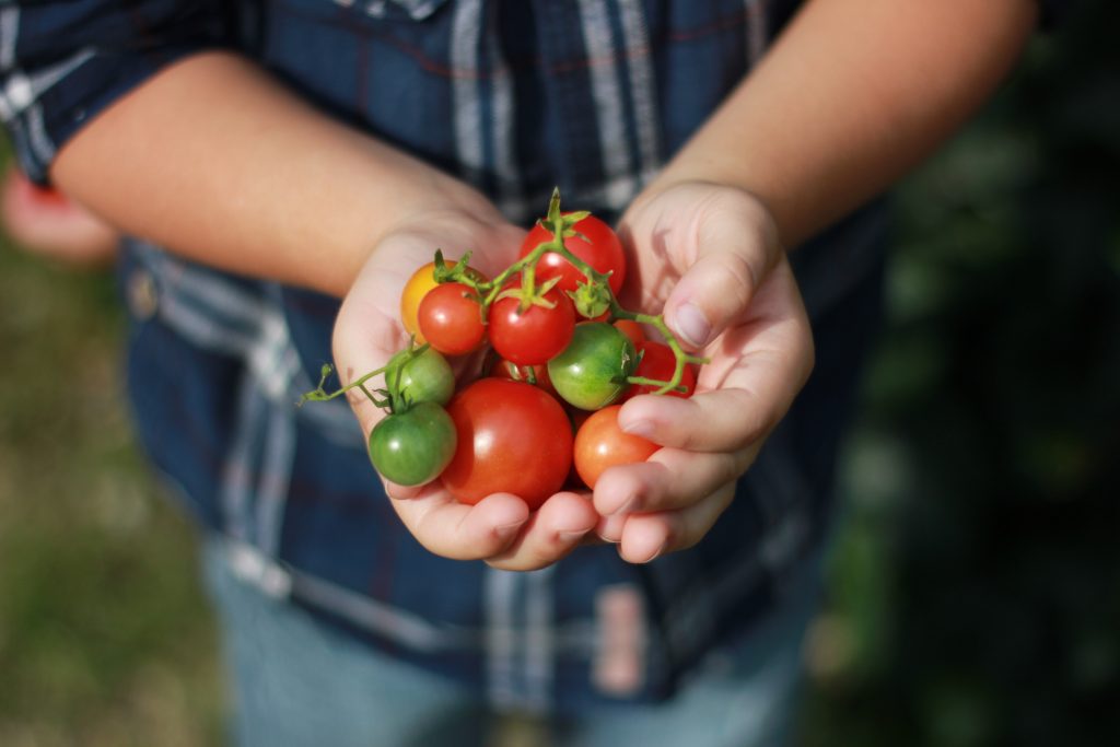 Person Holding Tomatoes Determinate and Indeterminate Tomatoes 