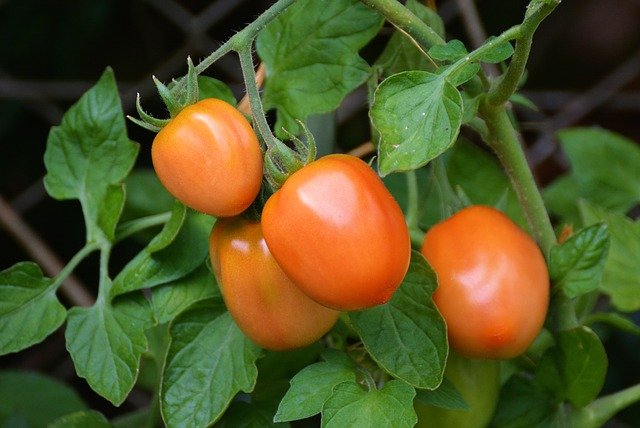 The Best Tomatoes To Grow In Pots - Roma Tomatoes