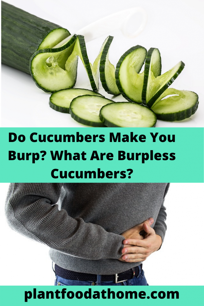 Do Cucumbers make you Burp? What are Burpless Cucumbers?