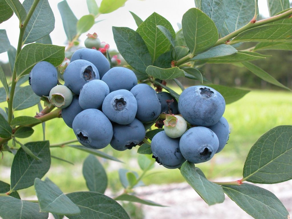 Blueberry branch with fruit - How To Grow Blueberry Bushes
