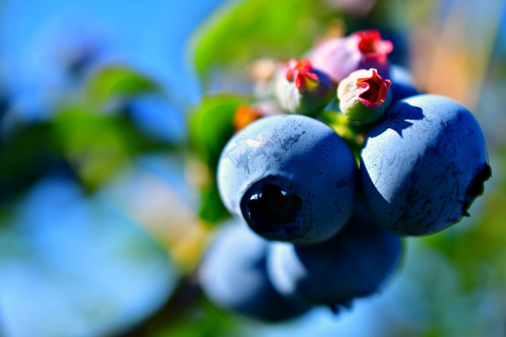 Close-up of blueberries - How To Grow Blueberries Easily At Home