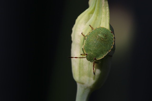Green Stink Bug - Natural Remedies To Remove Stink Bugs From Citrus Trees