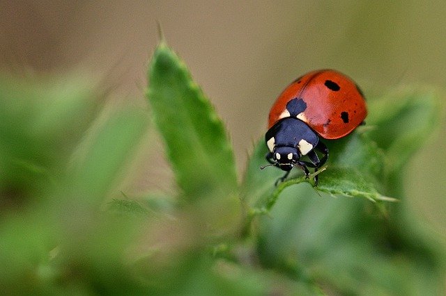 Ladybird in the garden to help prevent powdery mildew