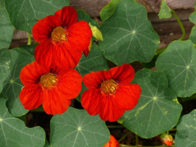 Nasturtium red flowers