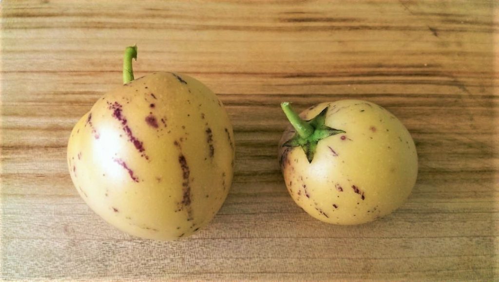 How To Grow Pepino Melon