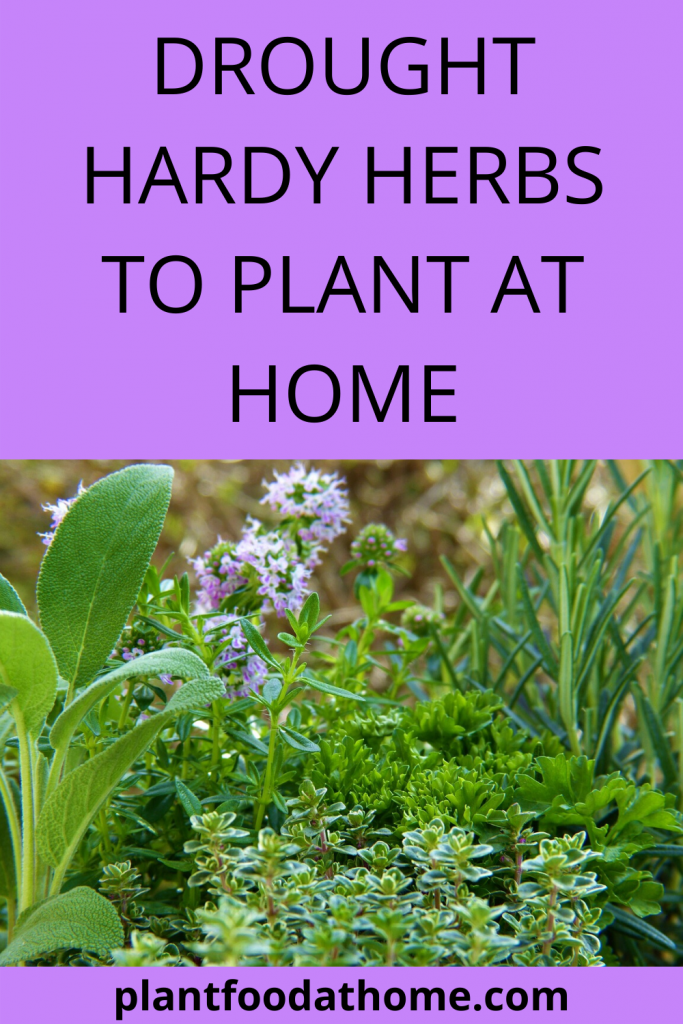 Drought Hardy Herbs To Plant At Home