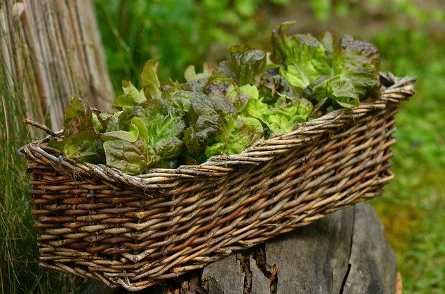 Lettuce Grown in Pot