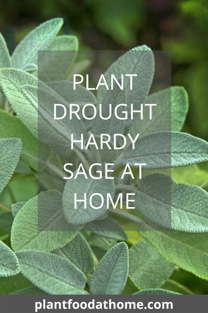 Plant Drought Hardy Sage At Home