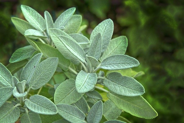How To Grow Drought Tolerant Sage Herb Plant