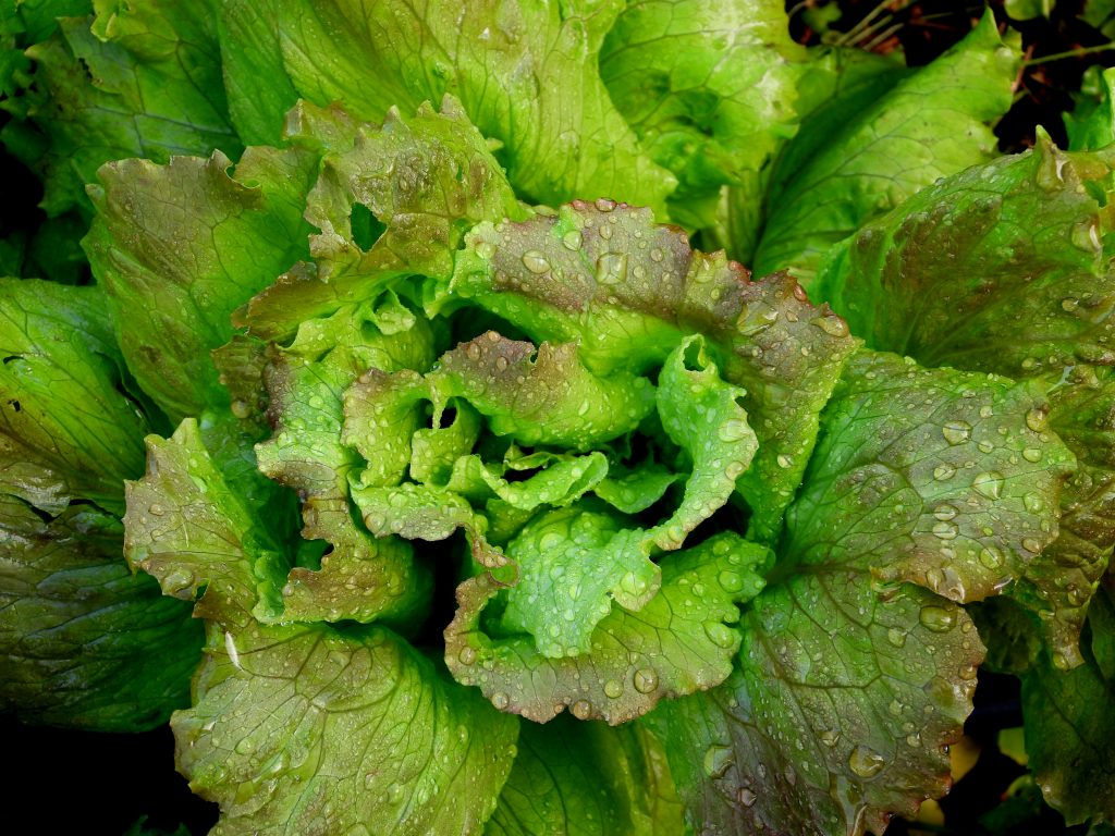How To Grow Lettuce