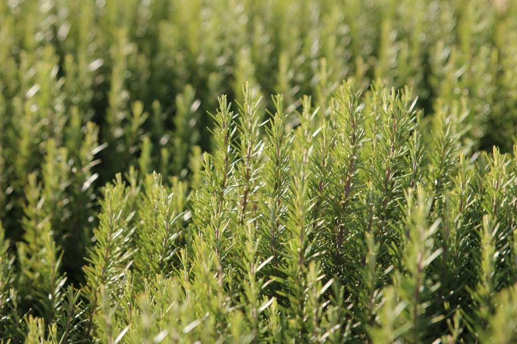 How To Grow Drought Tolerant Rosemary Herb Plant
