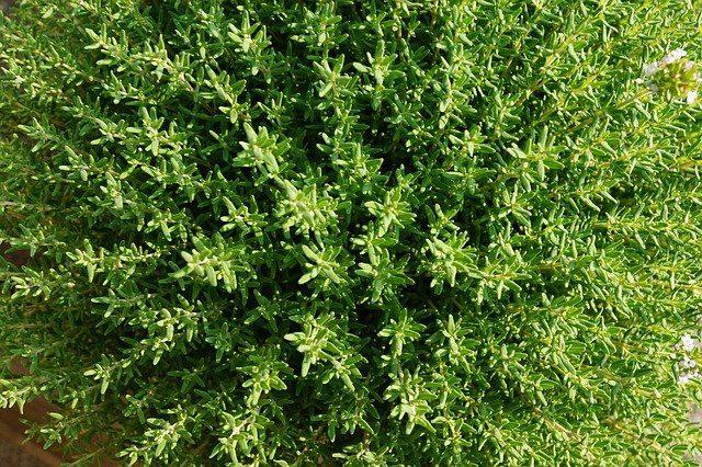 How To Grow Drought Tolerant Thyme Herb Plant
