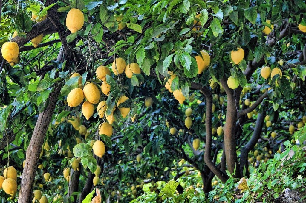 Backyard Lemon Trees