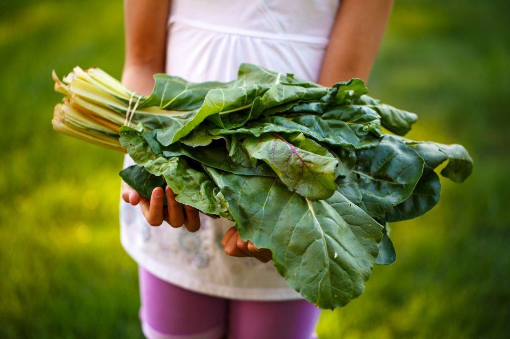 Holding A Bunch Of Swiss Chard