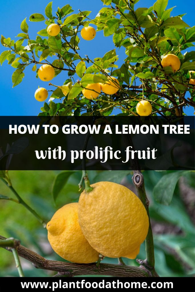 How To Grow Lemon Tree At Home