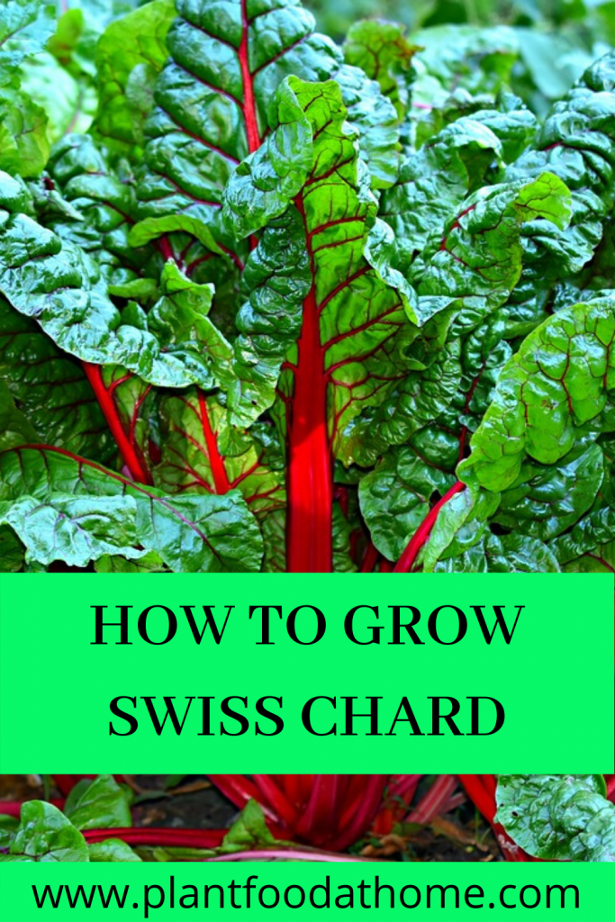 How To Grow Swiss Chard At Home