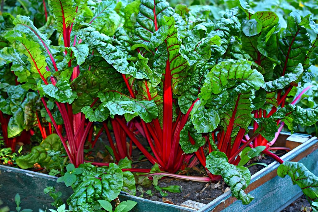 How To Grow Swish Chard - Colorful Red Stalks
