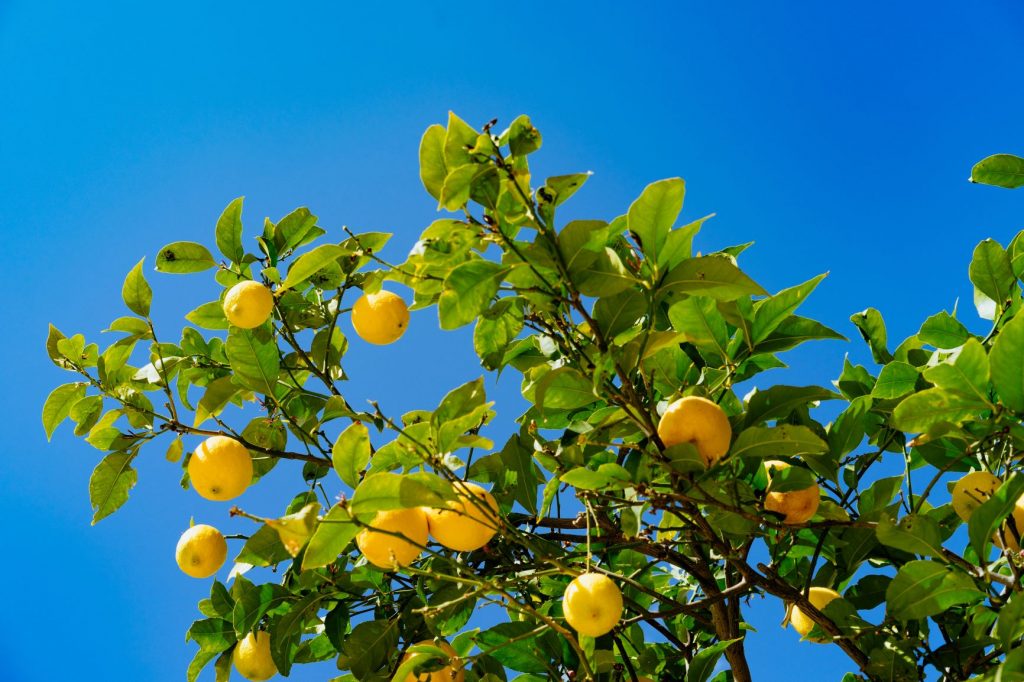Lemon tree with lots of fruit