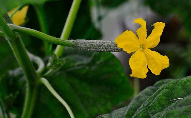 Cucumber female flower with fruit
