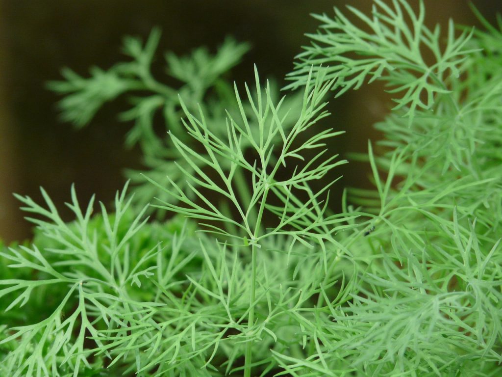 Dill herb plant