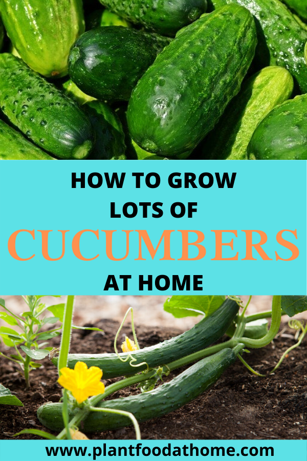 Grow Lots Of Cucumbers