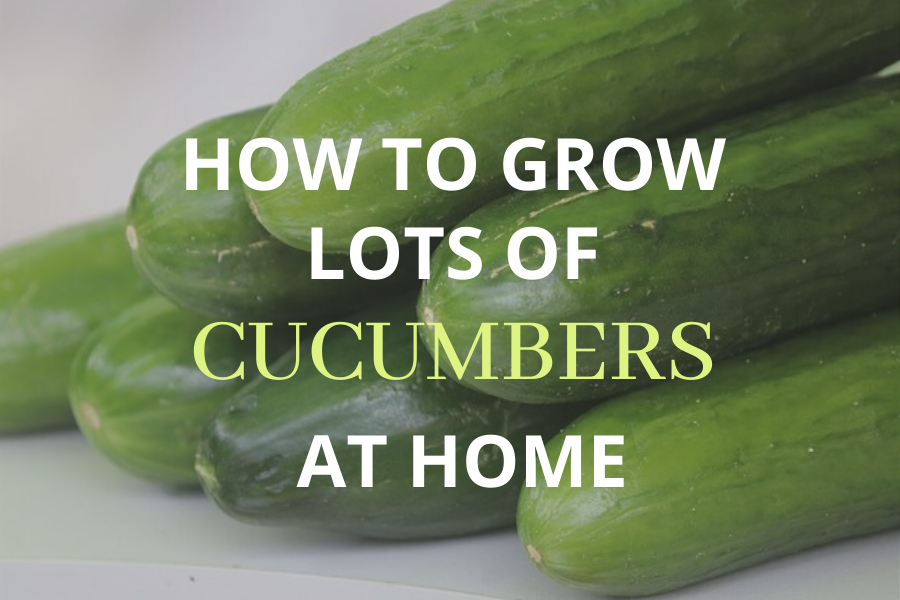 How To Grow Lots Of Cucumbers At Home