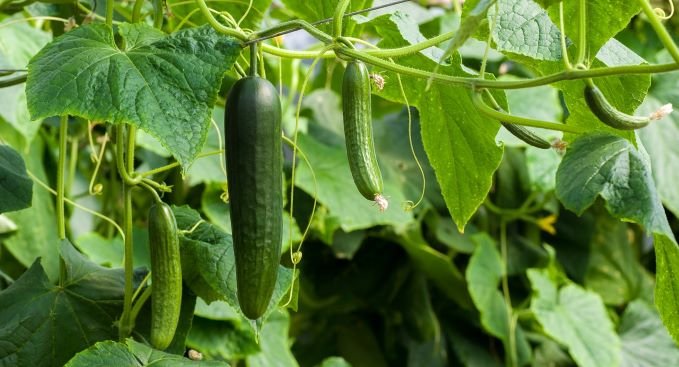 How To Grow Lots Of Cucumbers