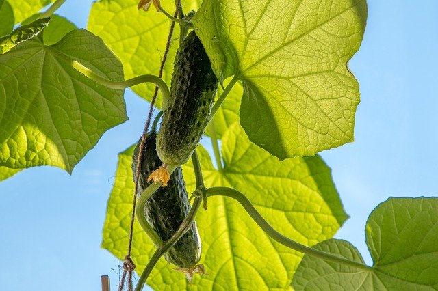 How To Grow Pickling Cucumbers