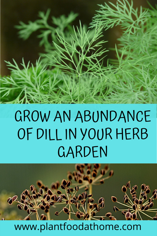 How to grow an abundance of dill in your herb garden