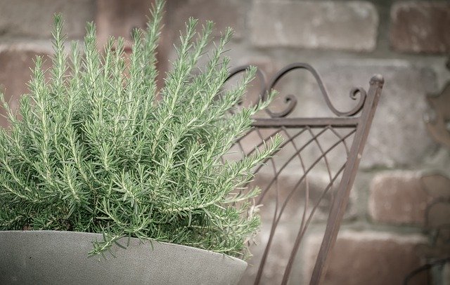 Established Rosemary Plant In A Pot