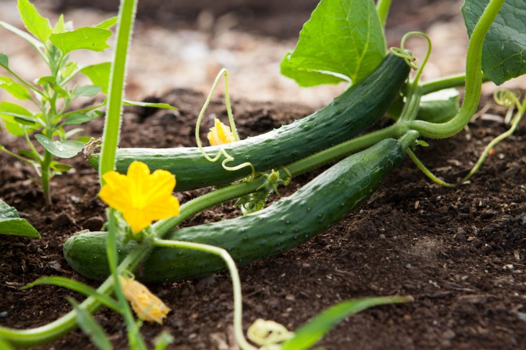 Burpless Cucumbers growing on the ground in the garden