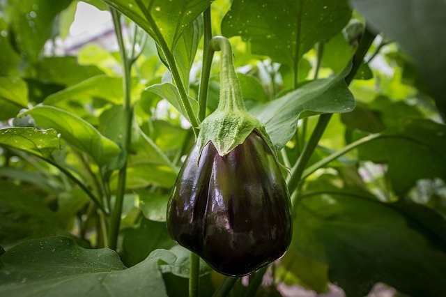 How To Grow Large Eggplant