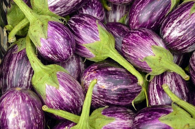 Purple and White stripe Eggplant - How to Grow Eggplant