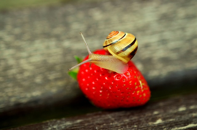 Strawberry Pests - How To Grow Strawberries