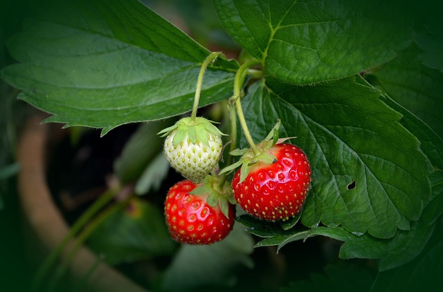 Strawberry plant grown in pots and containers - How To Grow Strawberries