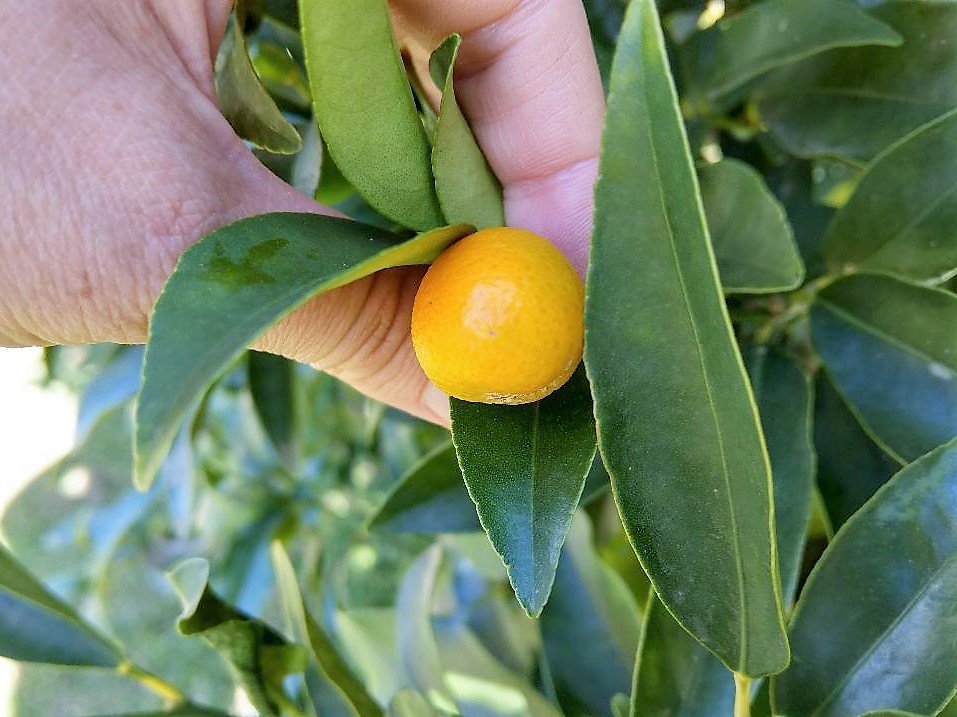 Growing a kumquat tree - person holding a kumquat fruit