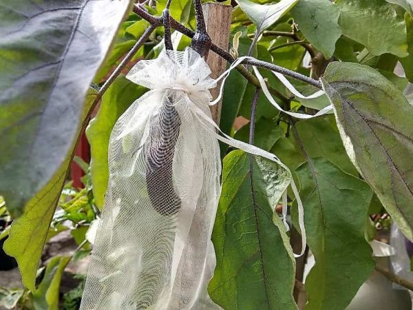 How To Grow Eggplant - Protecting Eggplant From Pests With Exclusion Bags