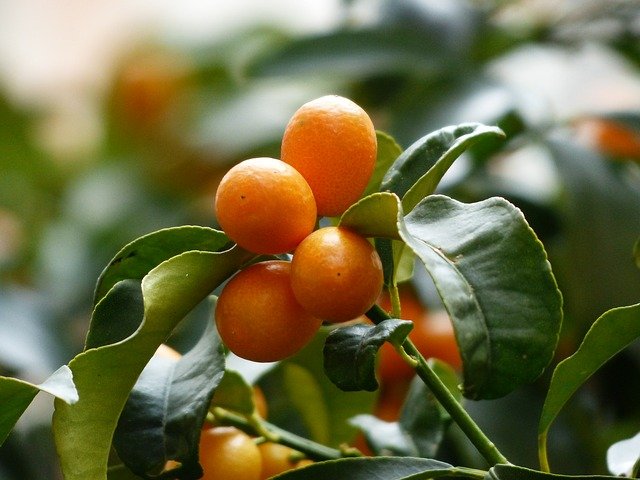 How to grow a kumquat tree - guide to kumquat tree care