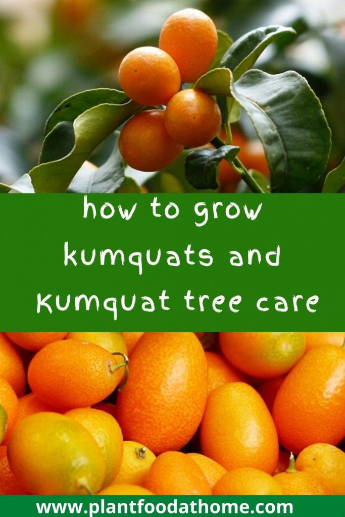 How to grow kumquats - guide to kumquat tree care