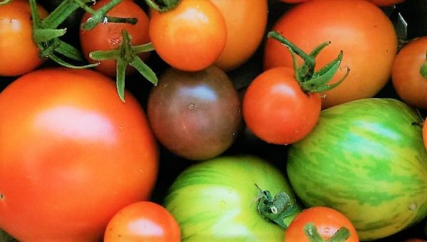 How to Grow Tomatoes In Pots - Tomato Harvest With Heirlooms