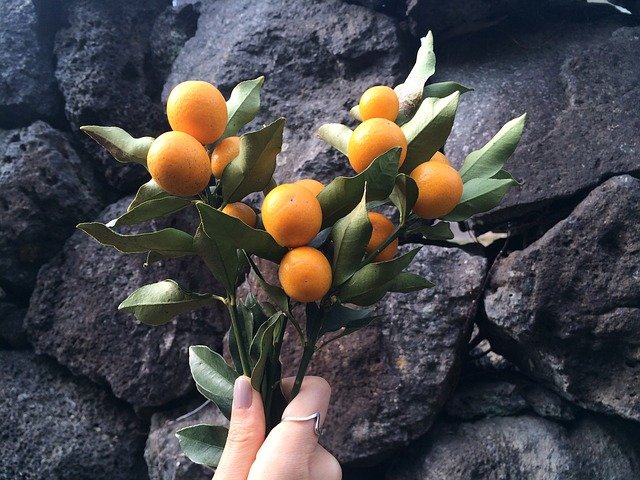 kumquat fruit - how to grow a kumquat tree