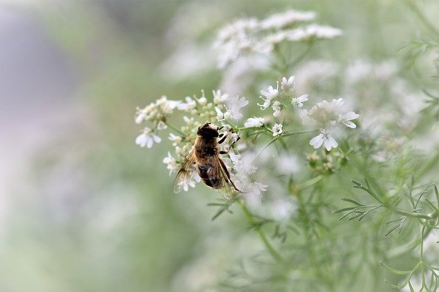 Flowing cilantro attracting bees to the garden